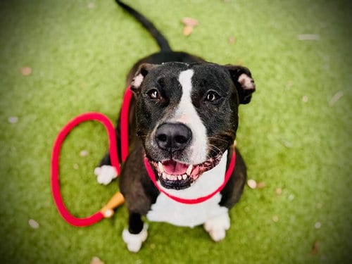 Photo of Daisy, adoptable senior Pit Bull Terrier in Orlando, Florida