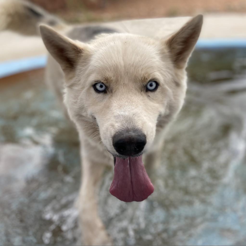 Photo of Phantom, adoptable senior Husky, Siberian in Kanab, Utah
