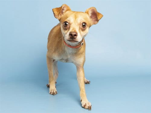 Photo of Elmo, adoptable senior Chihuahua in Phoenix, Arizona