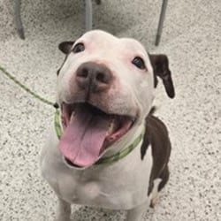 Photo of Magnolia, adoptable senior Mixed Breed (Large) in New York City, New York
