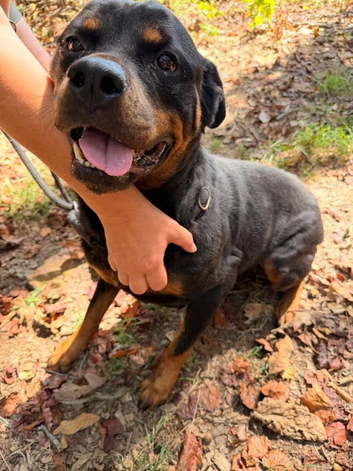 Photo of Bella Ruth, adoptable senior Rottweiler in Hillsboro, New Hampshire