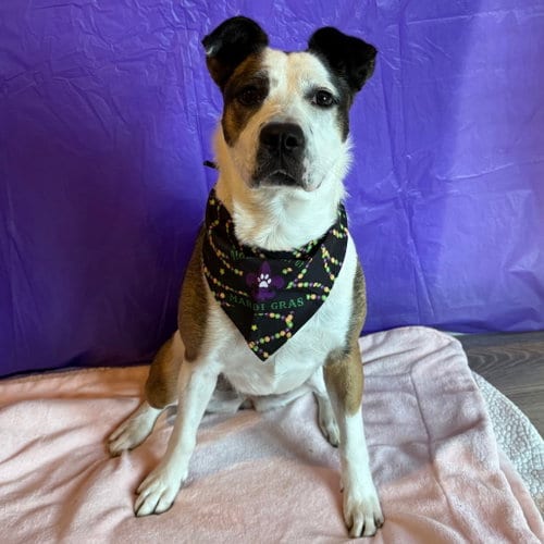 Photo of Maggie, adoptable senior Border Collie in Dallas, Texas