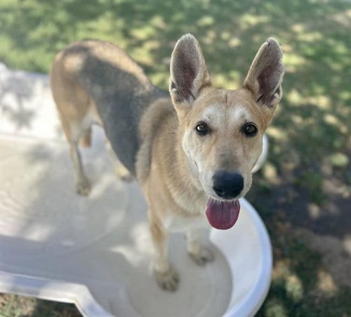 Photo of Freya, adoptable senior German Shepherd Dog in Riverside, California