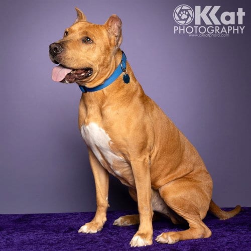 Photo of Hobart, adoptable senior Pit Bull Terrier in Oklahoma City, Oklahoma