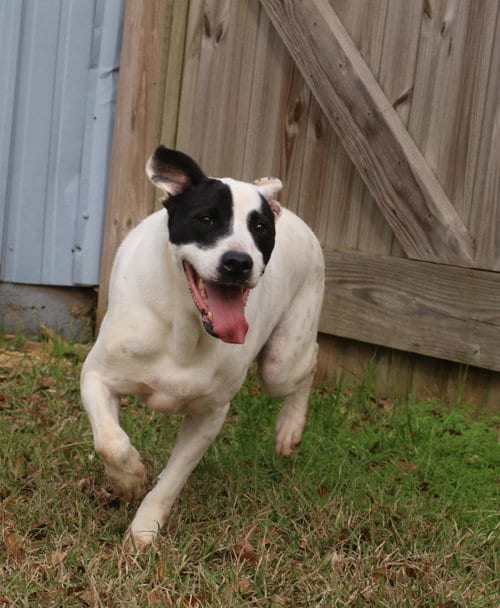 Smudge, adoptable senior American Staffordshire Terrier in Jackson, MS