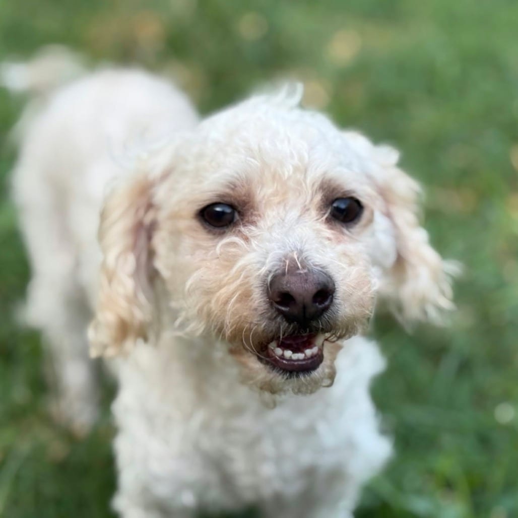 Photo of Waffle D12669, adoptable senior Poodle / Schnauzer in Princeton area, Minnesota