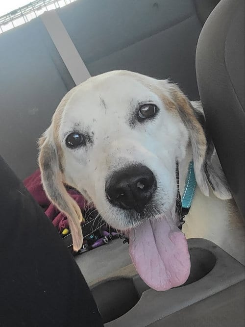 Photo of Roscoe, adoptable senior Hound in Fairfax, Virginia