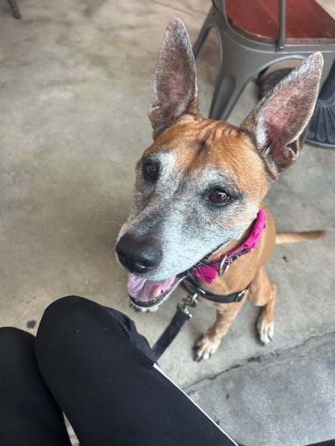 Photo of Rubi, adoptable senior Terrier in Miami, Florida