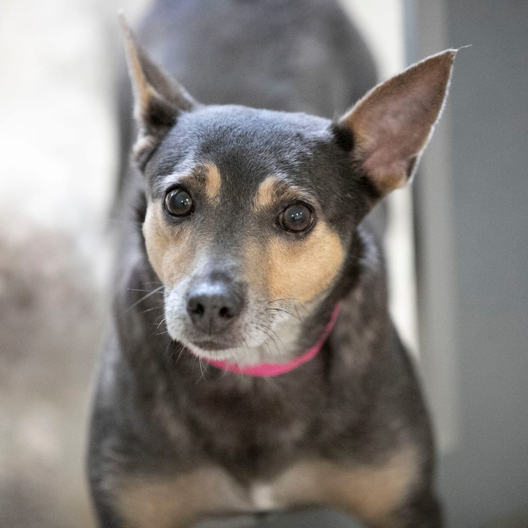 Photo of Seeker (AG26-25), adoptable senior Terrier, Rat in Colorado Springs, Colorado