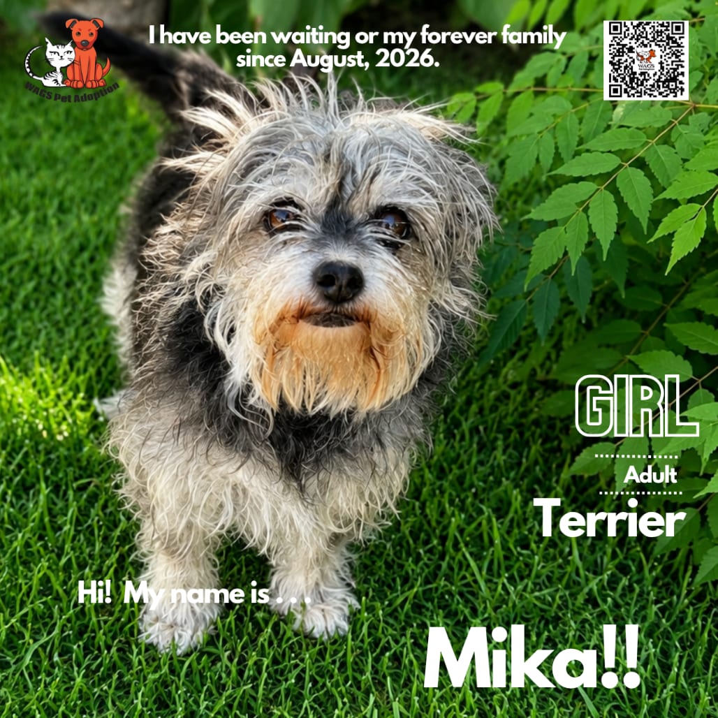 Photo of Mika, adoptable senior Terrier in Westminster, California