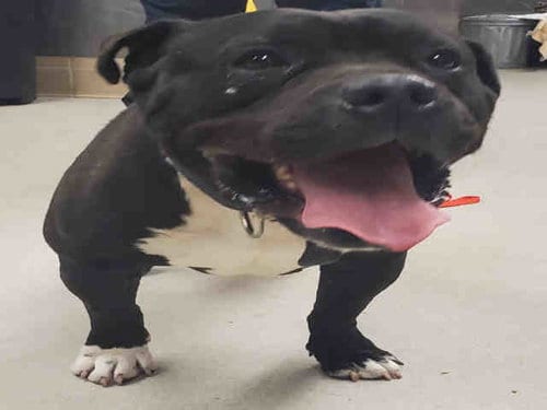 PANTHER, adoptable senior Pit Bull Terrier in Rockford, IL
