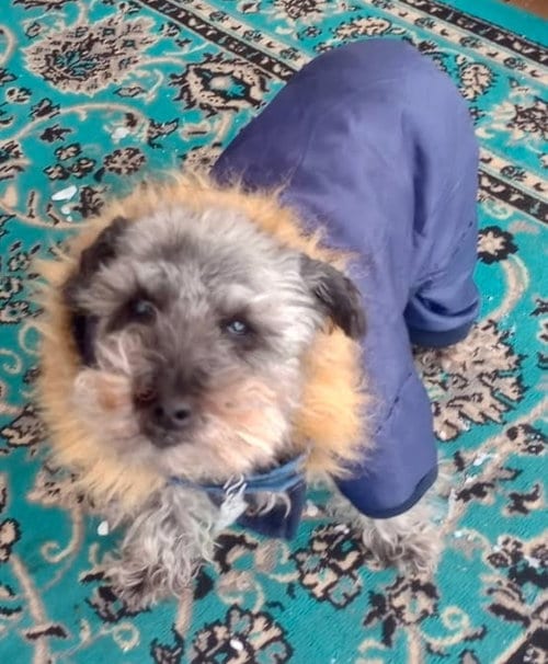 Photo of Cammie, adoptable senior Schnauzer in Cookeville, Tennessee