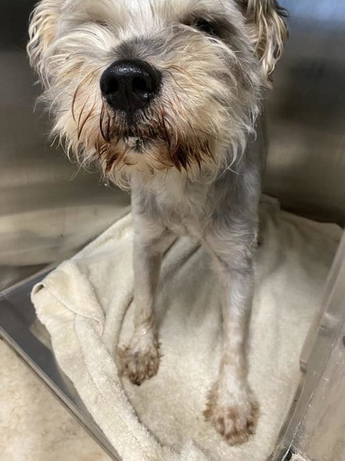 Photo of Duke, adoptable senior Miniature Schnauzer in San Pedro, California