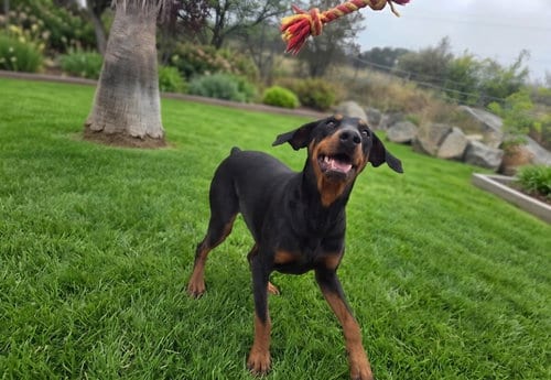 Beta, adoptable senior Doberman Pinscher in Escondido, CA