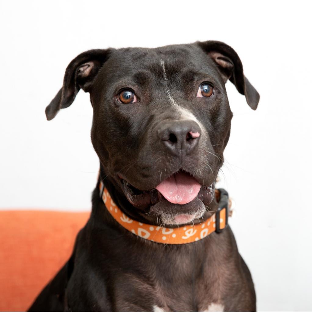 Photo of Boba, adoptable senior Terrier, American Staffordshire / Mix in Kanab, Utah