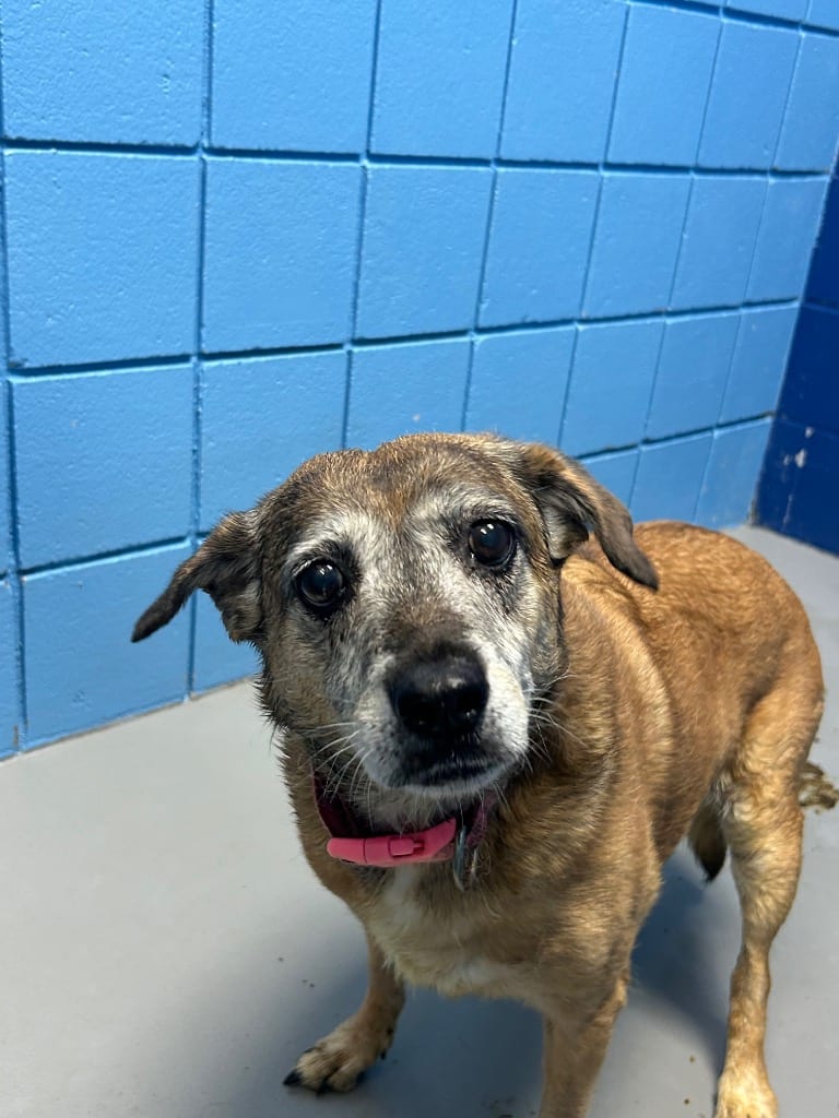 Photo of Calli, adoptable senior Corgi in Hartsville, South Carolina