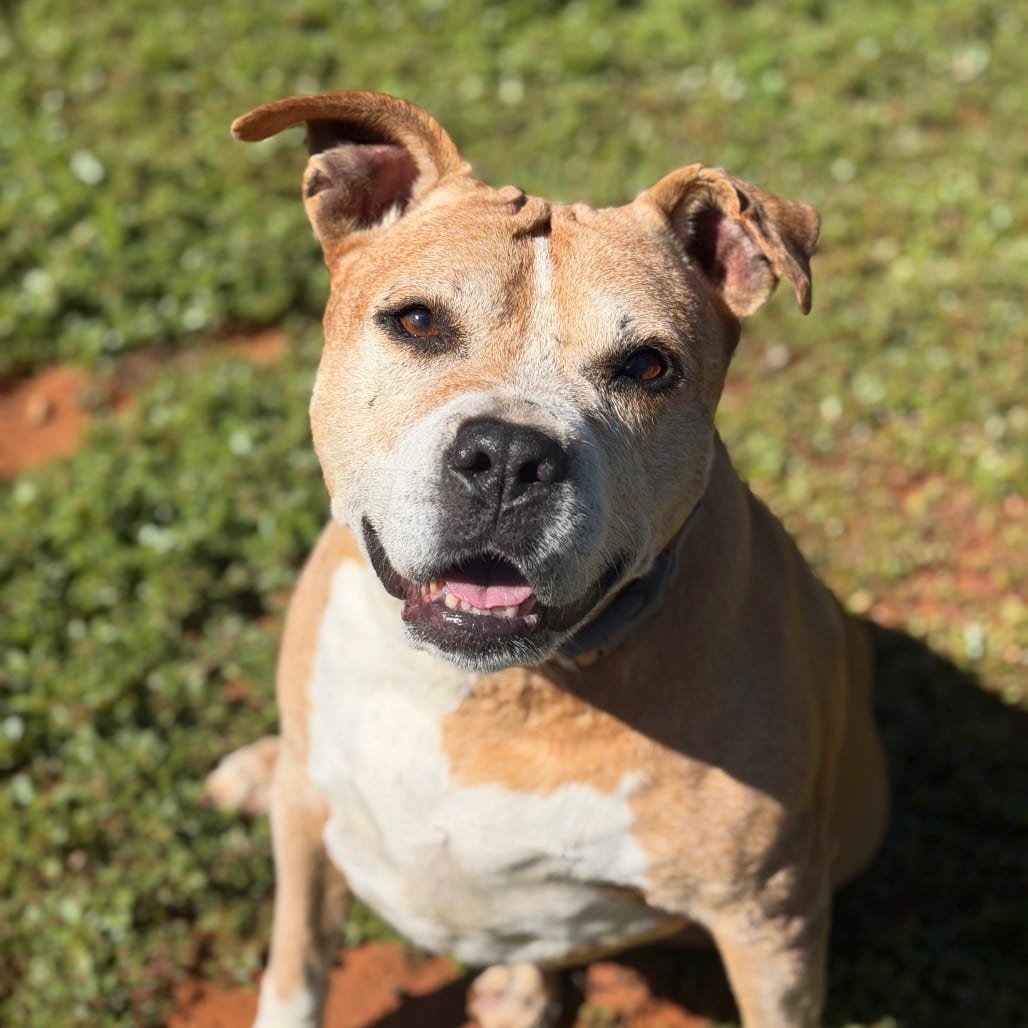 Photo of Mango Salsa, adoptable senior Terrier, American Staffordshire / Boxer in Kanab, Utah