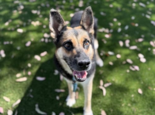 Photo of Lily, adoptable senior German Shepherd Dog in Los Angeles, California