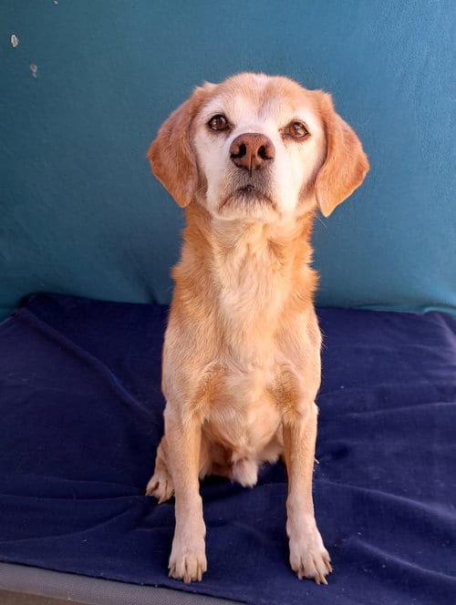 Photo of Sammy-his BFF is roomy, adoptable senior Beagle in Apple Valley, California