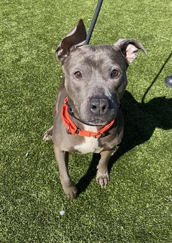 LEXA, adoptable senior Pit Bull Terrier in Greensbo, NC