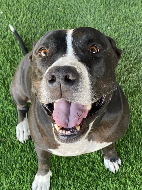 Bentley, adoptable senior American Pit Bull Terrier in Queen Creek, AZ