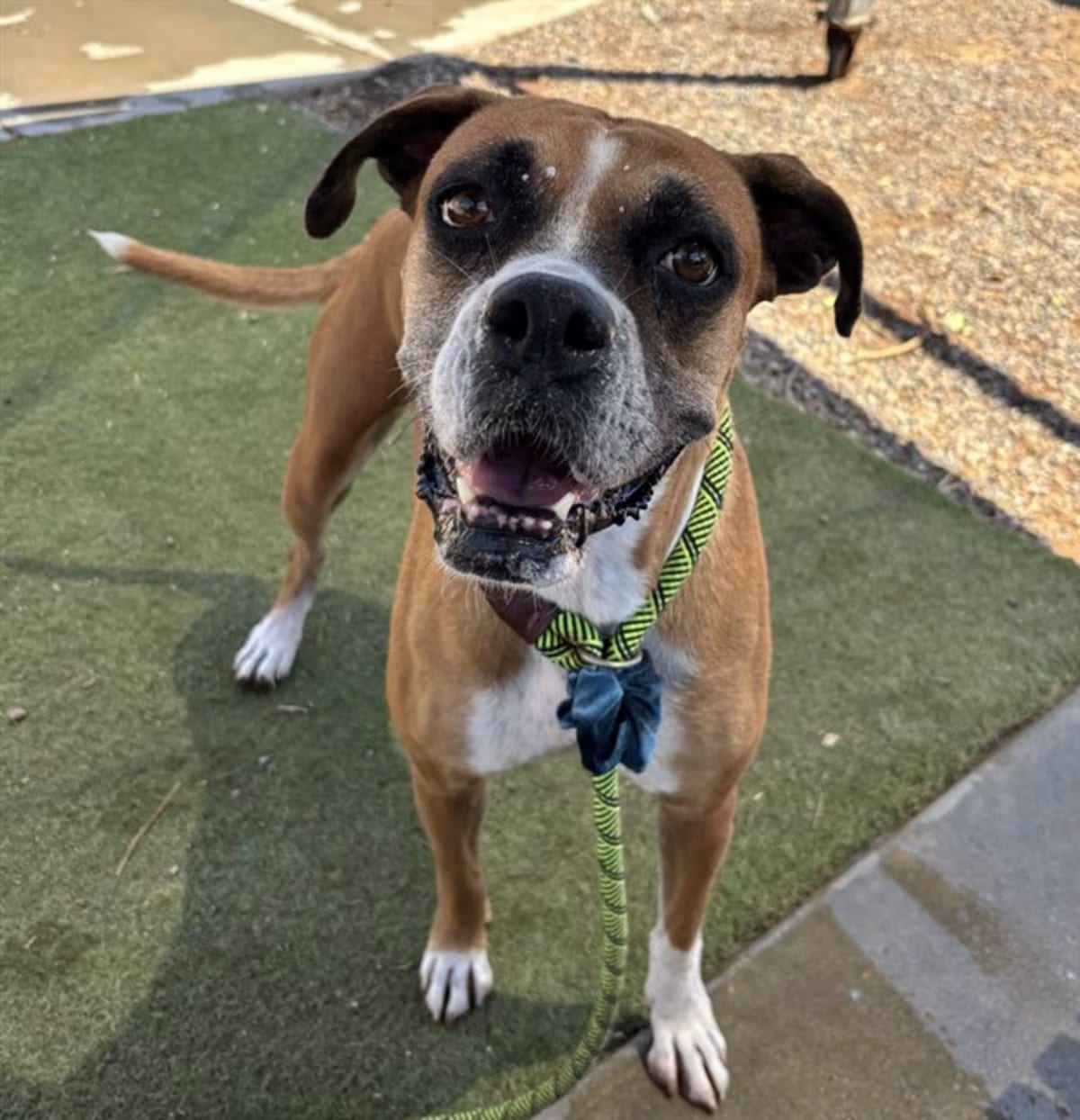 Photo of Zadie, adoptable senior Boxer in Phoenix, Arizona