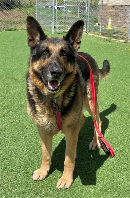 Photo of Chase, adoptable senior German Shepherd Dog in Fruit Heights, Utah
