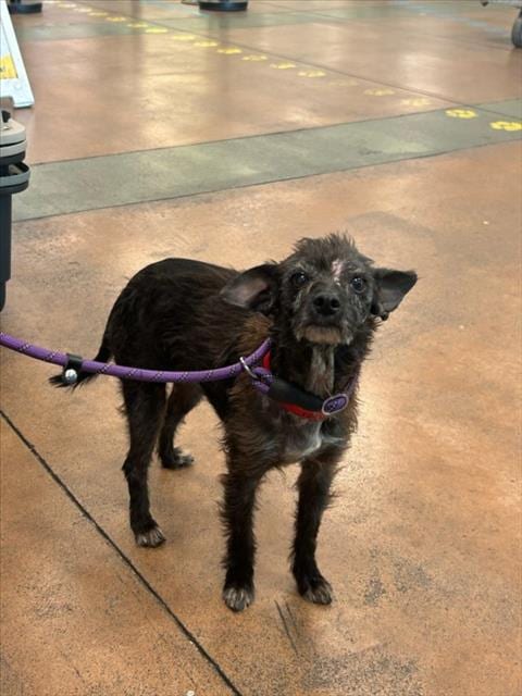 Photo of Dottie, adoptable senior Dachshund in Van Nuys, California