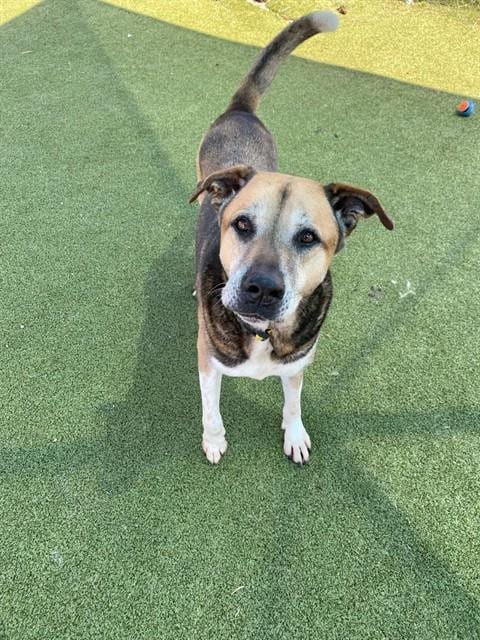 Photo of Brian, adoptable senior Labrador Retriever in Pasadena, Texas