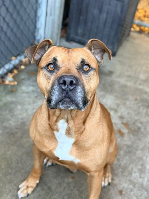 Photo of Pac Man, adoptable senior American Pit Bull Terrier in Chicago, Illinois