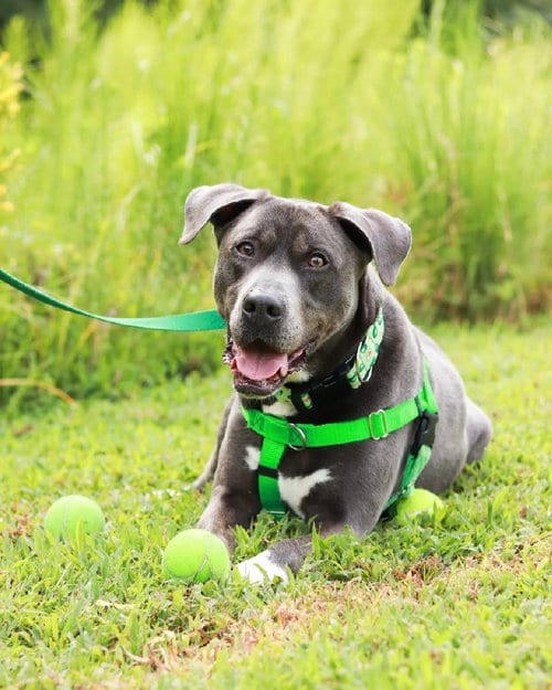 Cooper, adoptable senior American Staffordshire Terrier in Holly Springs, NC
