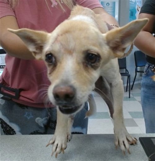 Photo of Peanut, adoptable senior Chihuahua in Oklahoma City, Oklahoma