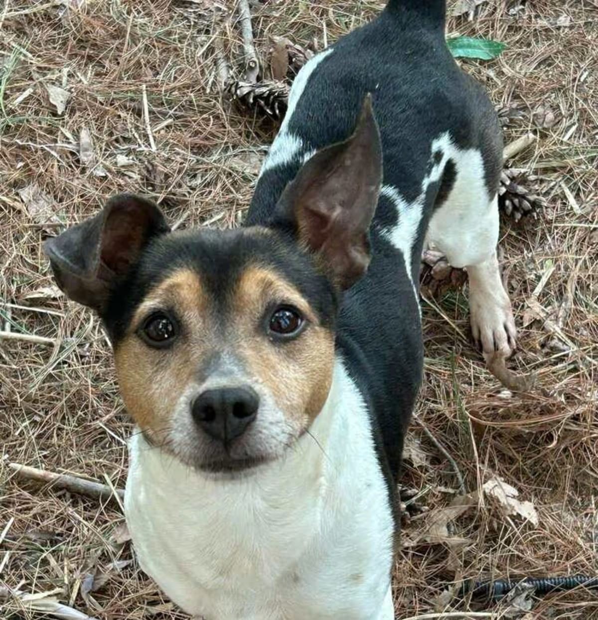 Photo of Sprocket, adoptable senior Jack Russell Terrier Rat Terrier in Waterloo, Illinois