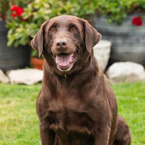 Photo of Chip, adoptable senior Labrador Retriever in Camarillo, California