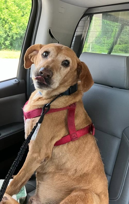 Photo of Simba, adoptable senior Labrador Retriever in Landenberg, Pennsylvania