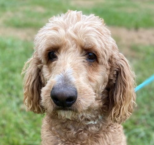Photo of Trooper Dec 24, adoptable senior Poodle (Standard) in Pacolet, South Carolina