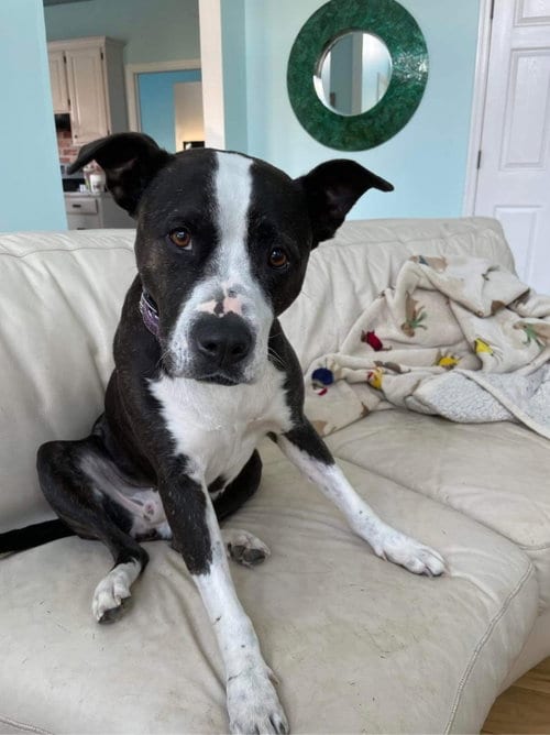 Lady P, adoptable senior Terrier in Columbus, IN