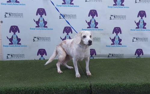 Photo of Bailey, adoptable senior Beagle in Orlando, Florida