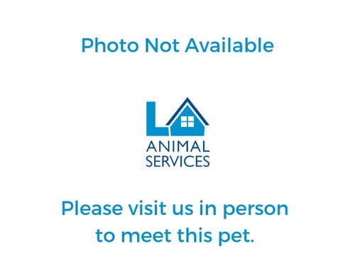 Photo of Penny, adoptable senior Maltese in Los Angeles, California