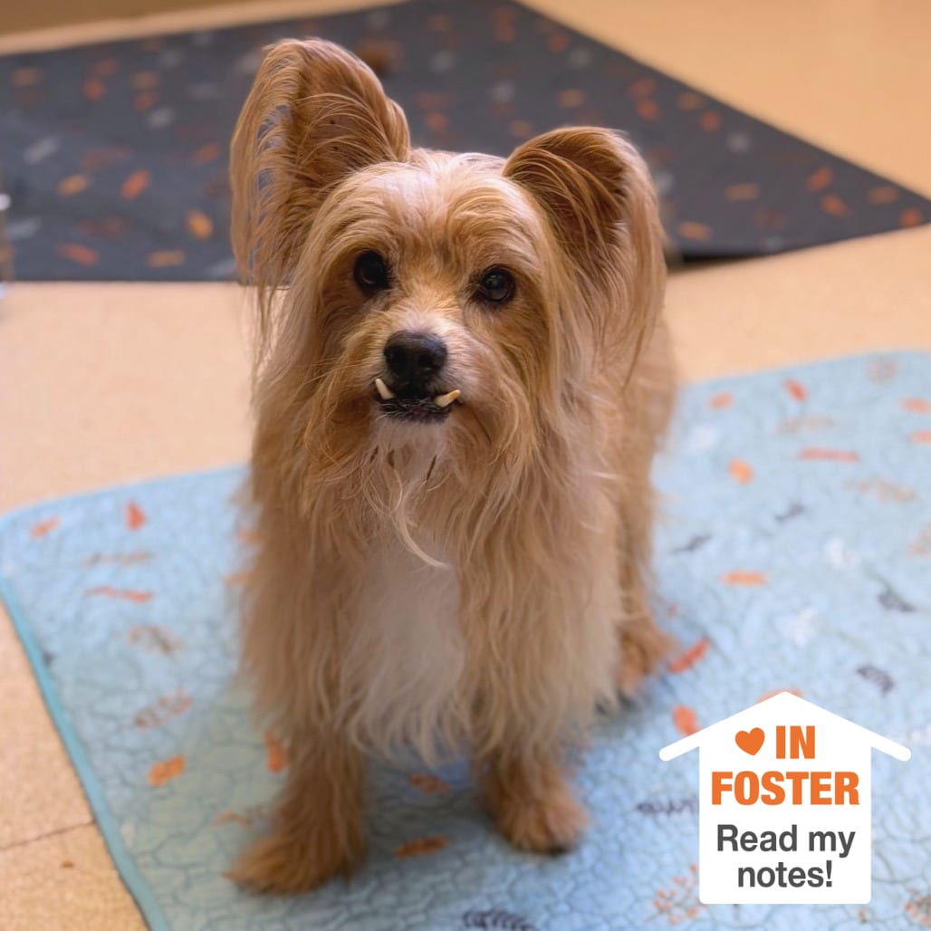 Photo of Aemond, adoptable senior Terrier, Yorkshire, Yorkie / Mixed Breed (Small) in Kanab, Utah
