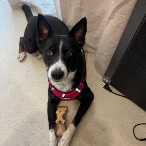 Photo of Tallie, adoptable senior Border Collie in Dallas, Texas