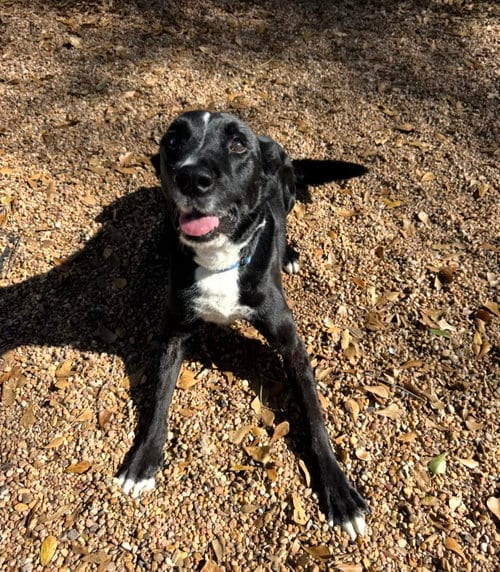 Photo of Ozzie, adoptable senior Labrador Retriever in Houston, Texas