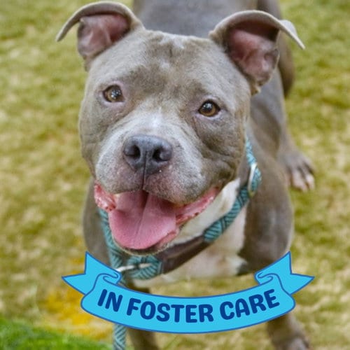Photo of Charlotte, adoptable senior American Staffordshire Terrier in Tallahassee, Florida