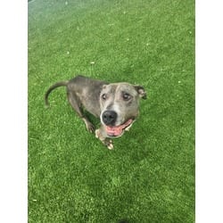 Photo of Kayda, adoptable senior Mixed Breed (Medium) in Munster, Indiana