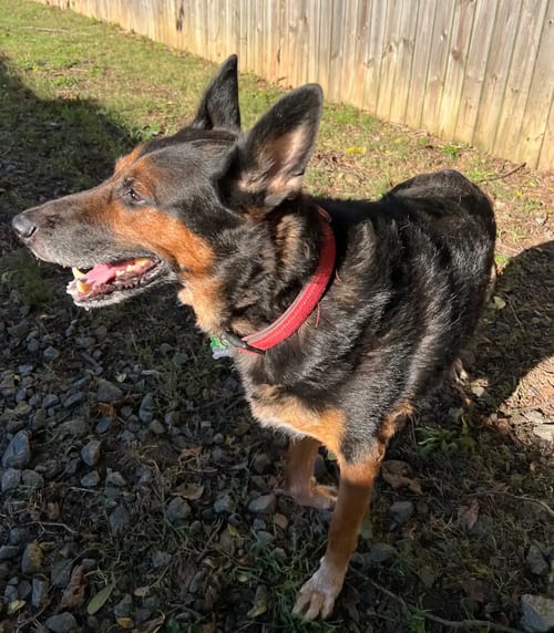 Photo of Rocky, adoptable senior German Shepherd Dog in Atlanta, Georgia