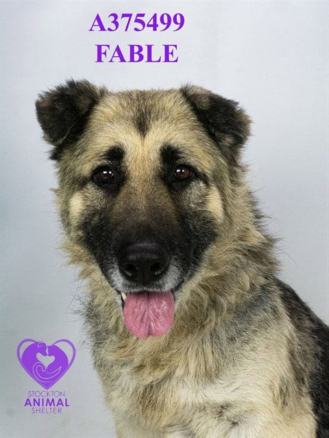 Photo of Fable, adoptable senior German Shepherd Dog in Stockton, California