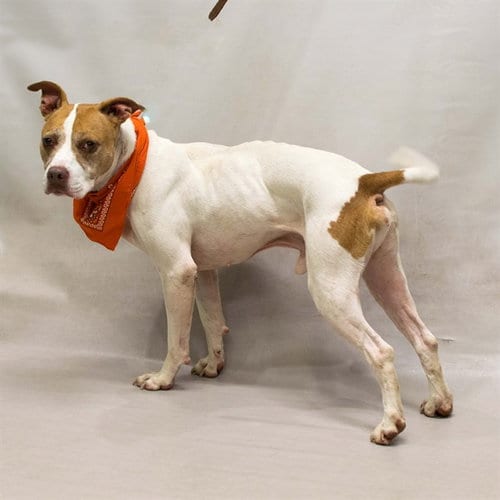 Photo of Vader, adoptable senior Terrier in Sanford, Florida