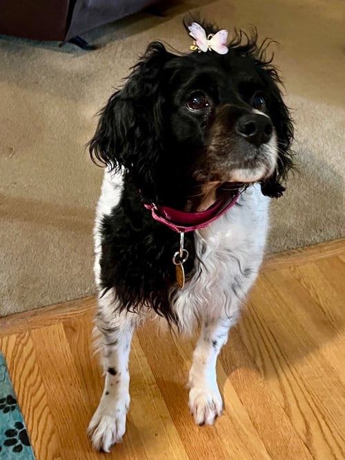 Photo of WV/Orchid, adoptable senior French Brittany in Curwensville, Pennsylvania