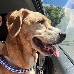 Photo of King Jaeger III, adoptable senior Cocker Spaniel in Beverly Hills, California