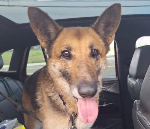 Photo of Tali, adoptable senior German Shepherd Dog in Modesto, California